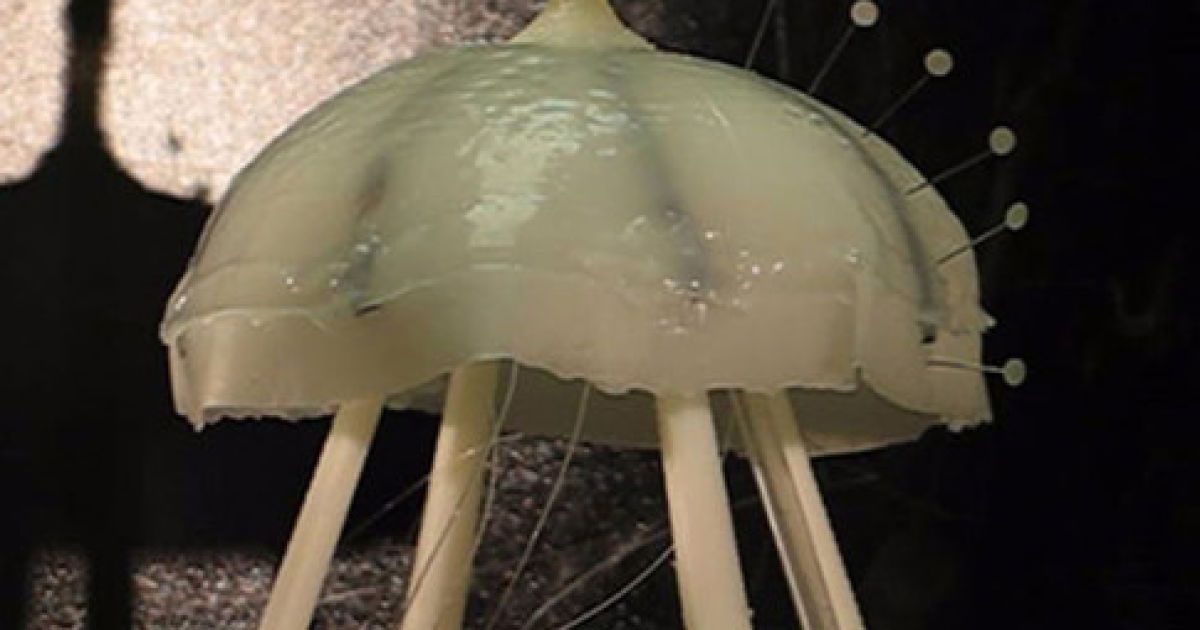 Робот-медуза з клітин серця і силікону.  Фото Y. Tadesse/Smart Materials and Structures).