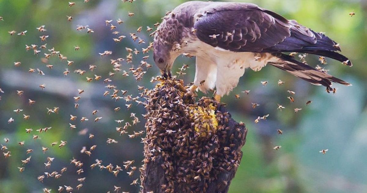 Підбито підсумки конкурсу World Bird 2012 / © bigpicture.ru