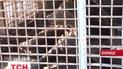 В зоопарке медведь покалечил ногу смотрителю