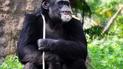 Шимпанзе дивиться порно.