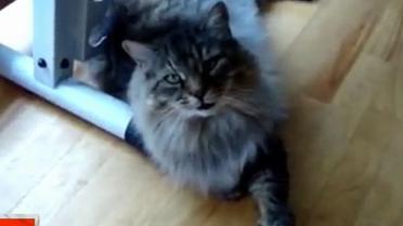 В Австрії злочинці повернули господарям викраденого кота