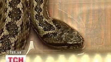 Цього тижня змії покусали трьох людей на Миколаївщині