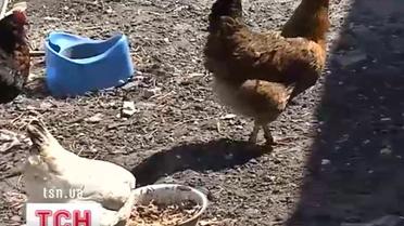 Мор курей на Хмельниччині