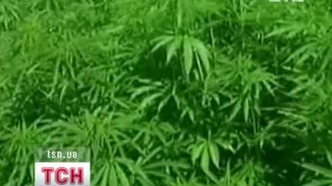 Пенсионеры случайно вырастили во дворе гигантский куст марихуаны