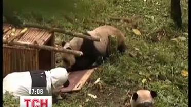 Китайцы в костюмах панд учат медведей лазить по деревьям