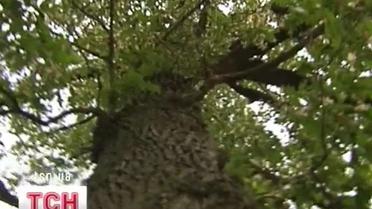 На Київщині гинуть вікові дуби