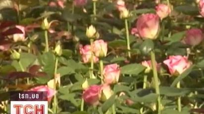 Тисячі троянд для Мадонни вирощуватимуть в Україні