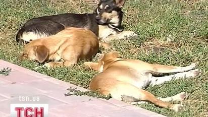 Перепис звірини