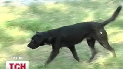 Зграя диких псів напала на птахів у Херсонському гідропарку