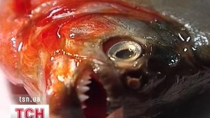 Замість коропів, товстолобиків і щук - піраньї