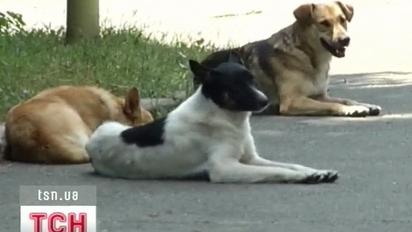 Відвідувачі столичного ботсаду скаржаться на бродячих псів