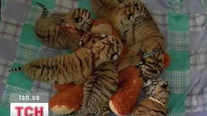 В Ялті амурська тигриця народила відразу шістьох тигренят