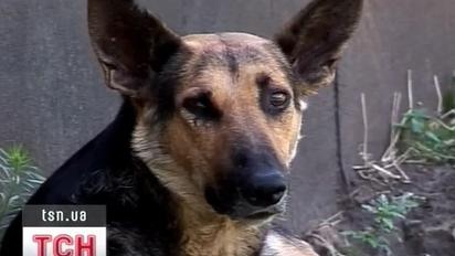 Скажений пес напав на дітей
