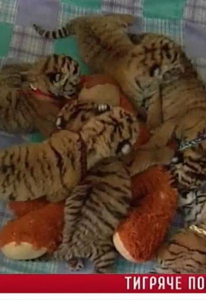 Ялта зібрала найбільшу колекцію амурських тигрів в СНД