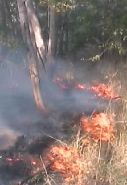 Лісові пожежі на півдні України налякали Азарова