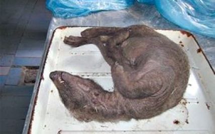 Вбита мисливцями на Запоріжжі чупакабра спантеличила зоологів