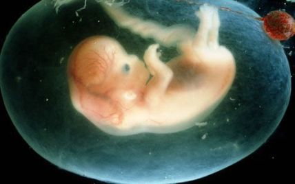 Генетики США вырастили эмбрион человека в лаборатории