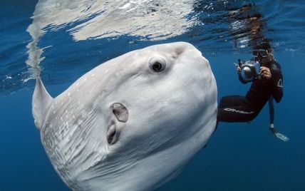 A rare photo of a giant sunfish became a hit on the Internet (photo)