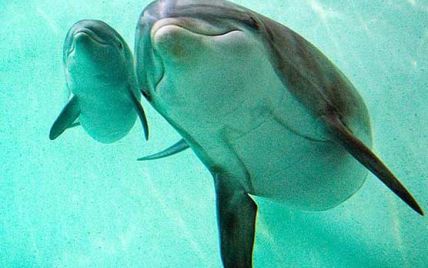 Популярний київський дельфінарій повинні знести протягом 30 днів