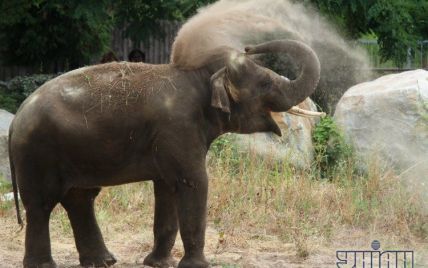У Київському зоопарку через самотність захворів слон Хорас