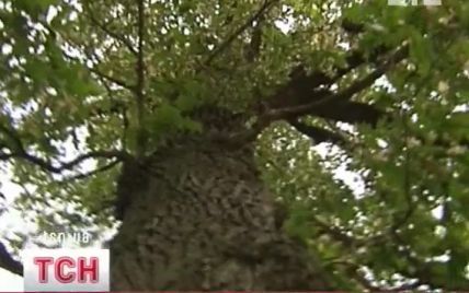 На Київщині гинуть кілька сотень вікових дубів