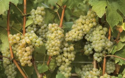Іспанського винороба розчавив виноград