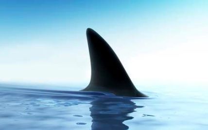 У київському ТРЦ нова акула залягла на дно і помирає - зоозахисники