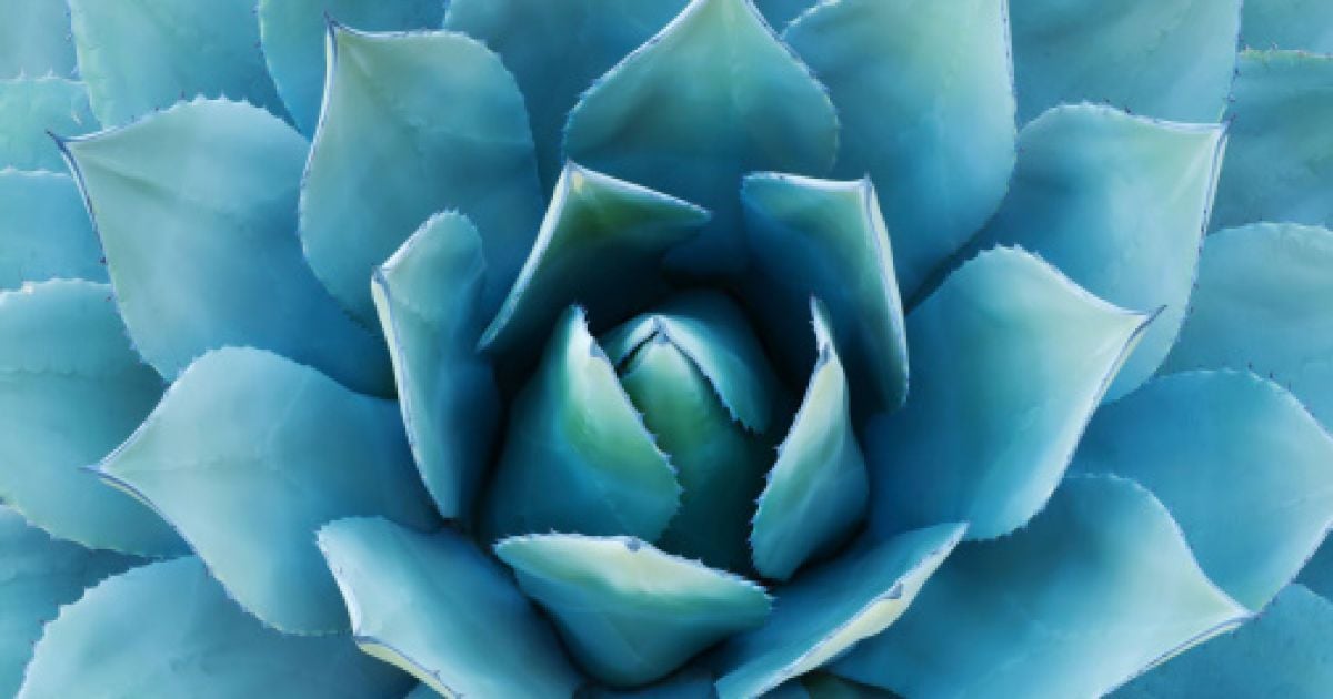 Самые неприхотливые комнатные растения