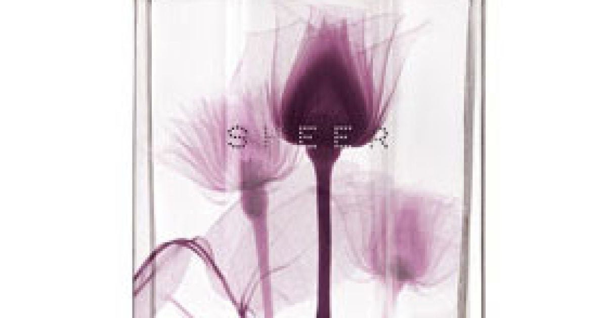 Sheer Stella by Stella Mccartney