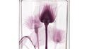 Sheer Stella by Stella Mccartney