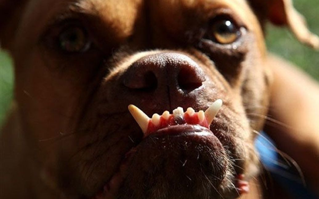 Перегони за звання найстрашнішого пса планети в червні / © AFP