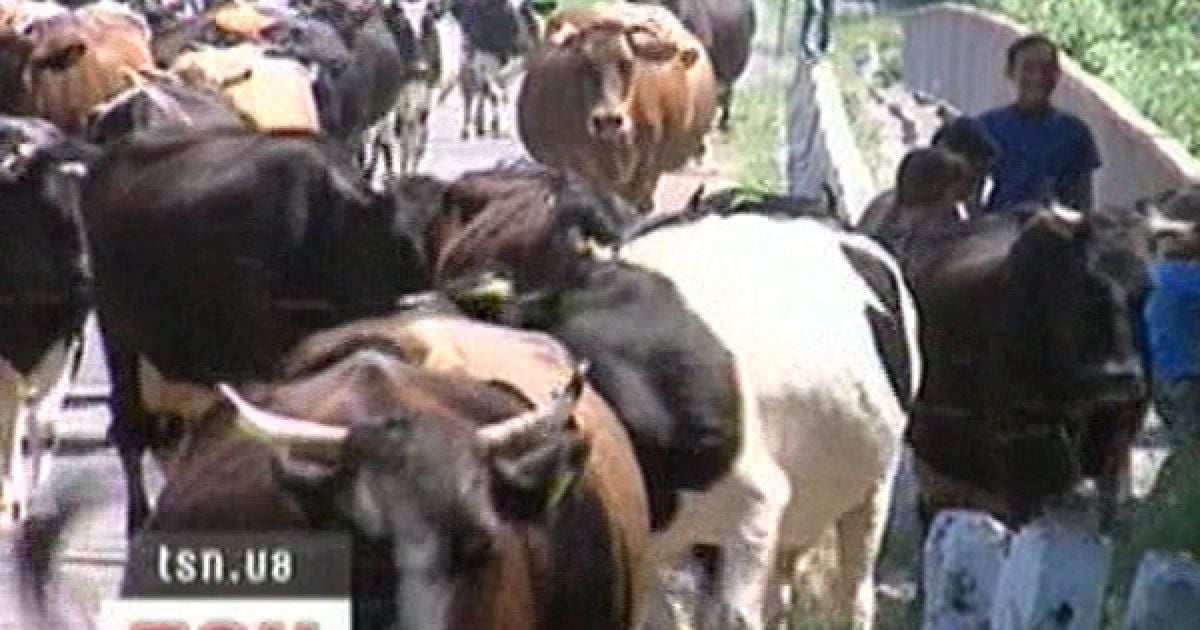Суд заарештував 666 корів за борги по пенсії