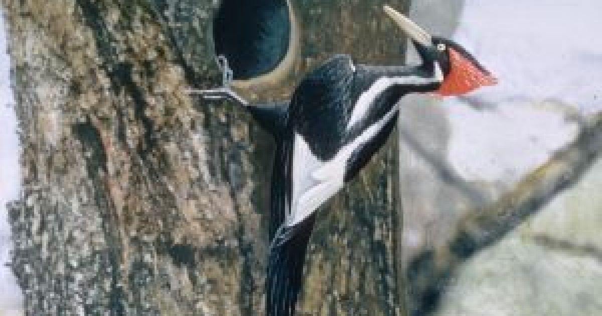 Дослідження допоможе інженерам створити каски й шоломи, що не поступаються у міцності черепу дятлів