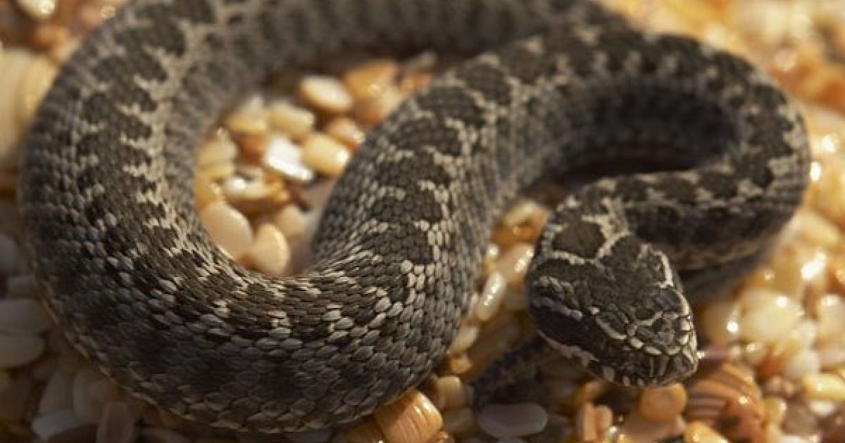 Змія вижила після прання