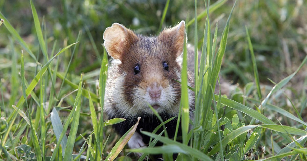 Тварину було взято під охорону ще в 1993 році, однак з того часу кількість нір хом&rsquo;яка стрімко зменшується