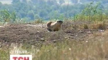 На Луганщині фермер понищив байбаків