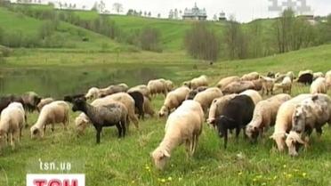 Рятування овець