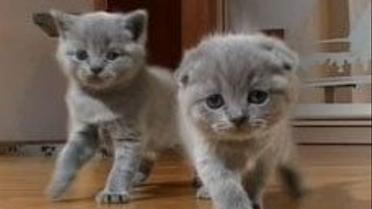 Все про котиків