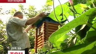 Спа-курорт для бджіл
