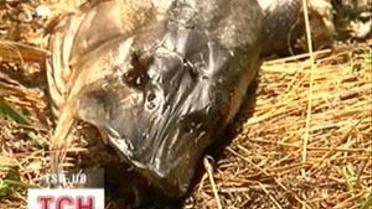 На Житомирщині масово гине риба