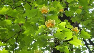 У Києві зацвіли тюльпани на дереві