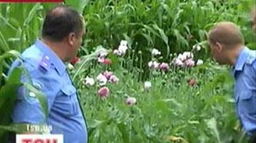 Не сій, бабо, маку – покарають