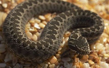 Півторарічний "геракл" відгриз голову 35-сантиметровій змії