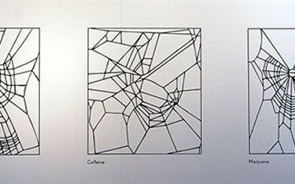 Три малюнки павутини, сплетеної павуками під впливом бензедрину, марихуани та кофеїну під час експерименту НАСА в 1993 році. У двох перших павутин зберігаються центр, промені і концентричні кола, але третя, "кофеїнова", демонструє цілковитий хаос. / © AFP