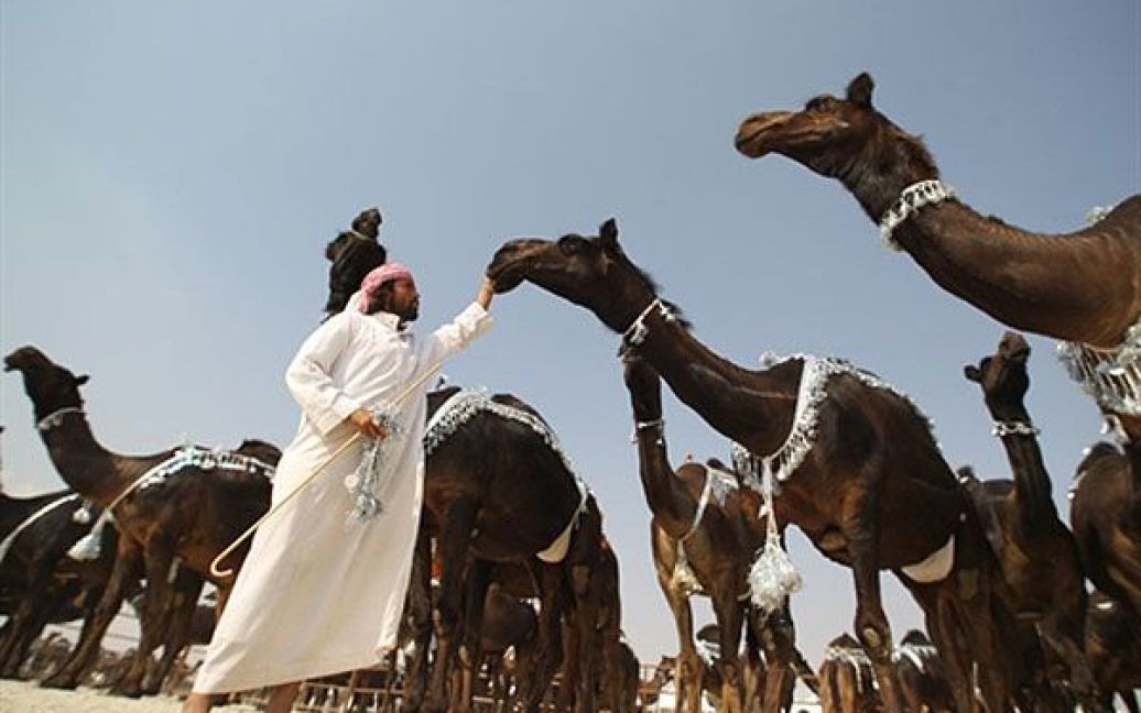 Об&#039;єднані Арабські Емірати, Аль-Дафра. Чоловік готує верблюдів до конкурсу краси під час фестивалю верблюдів Mazayin Dhafra, який провели в пустелі поблизу Абу-Дабі. / © AFP