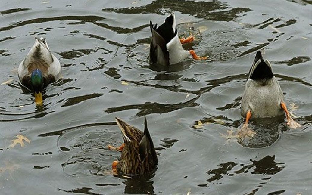США, Нью-Йорк. Качки занурюються у воду на ставку в Центральному парку. / © AFP