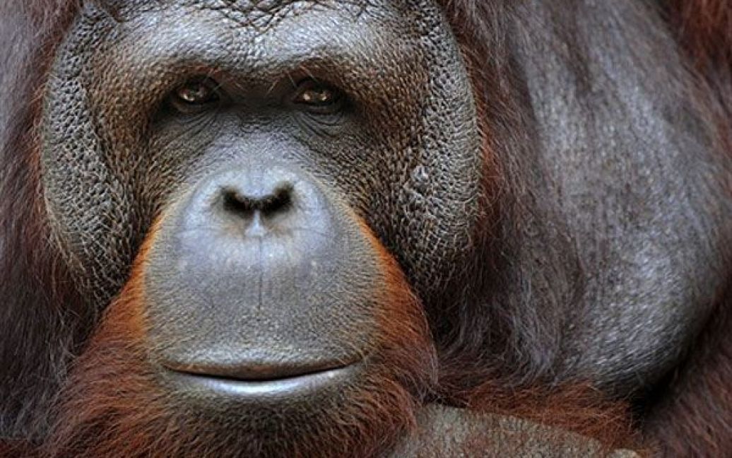 Індонезія, Джакарта. Орангутанг сидить у своєму вольєрі у зоопарку Рагунан у Джакарті. Вчені проводять дослідження і повний аналіз ДНК тварин, щоб допомогти збереженню орангутангів. Нещодавно опубліковані дослідження показують, що орангутанги майже не змінилися протягом останніх 15 мільйонів років. / © AFP