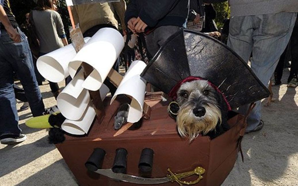В центрі Нью-Йорка пройшов 20-й собачий парад "Halloween Dog Parade", в якому взяли участь більше 500 собак. / © AFP