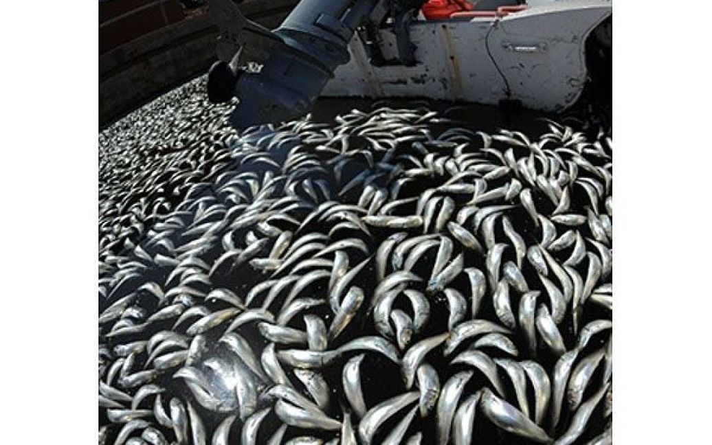Вартість операції зі знищення мертвої риби оцінюється в 100 тисяч доларів. / © AFP