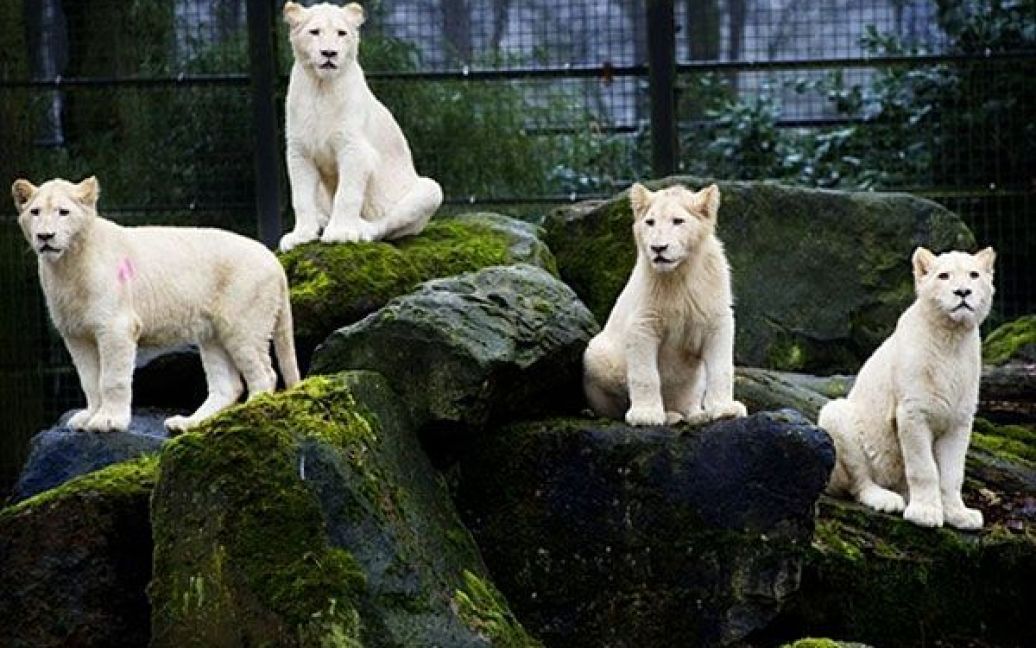 Нідерланди, Ренен. Чотири білих левеняти вийшли на вулцю вперше після 10-денного карантину у зоопарку Ouwehands. / © AFP